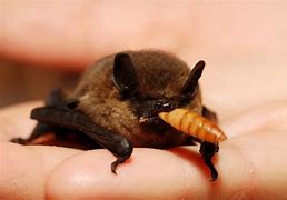 Image result for Desert Red Bat