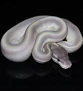 Image result for Purple Ball Python Snake