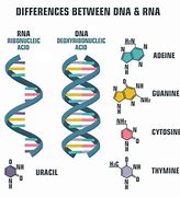 Image result for Caustic vs DNA