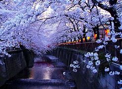 Image result for Tokyo Spring