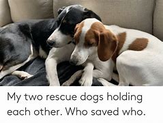 Image result for Rescue a Dog Meme