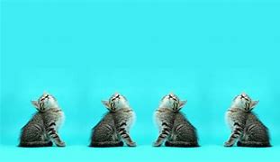 Image result for Crazy Cat White Background