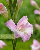 Image result for Gladiolus tubergenii Charming Lady