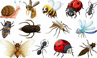 Kinds of Insects 的图像结果