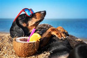 Image result for Beach Dog Fun