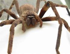 Image result for Australian Bird Eater Spider