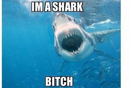Image result for Shark Memes Like a Boss