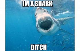 Image result for Funny Clean Shark Memes