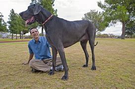Image result for What Is the World's Biggest Dog