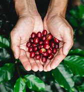 Image result for Tanzania Coffee