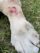Image result for Wart On Dog Leg
