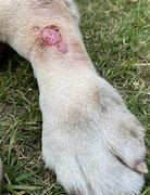 Image result for Old Dog Warts