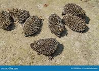Image result for Hedgehog Relatives