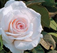 Image result for Roses Hybrid Tea Curling Leaves And