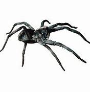 Image result for Giant Wolf Spider