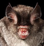 Image result for Bumblebee Bat Attack