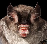 Image result for Bumblebee Bat Adult