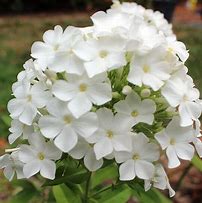 Image result for Phlox Edentuin [J.S.] (Paniculata-Group)