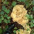 Image result for Polypore Species