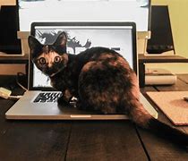 Image result for The White Cat Computer Meme
