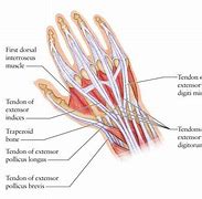 Image result for Thumb Bone Anatomy
