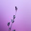 Image result for Pink and Purple iPhone Background