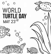 Image result for World Turtle Day Memes