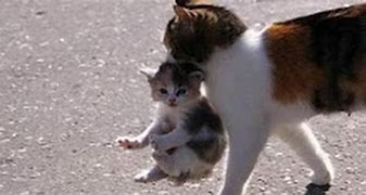 Image result for Carrying Cat