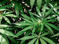 Image result for http://marijuanamoment.org/