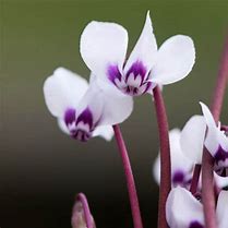 Image result for Cyclamen coum Album