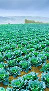 Image result for Food From Farms