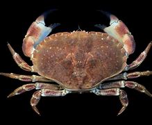 Image result for Cancer Crab Tumor