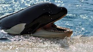 Image result for Whale with Human Teeth