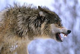 Image result for Snarling Black Wolves
