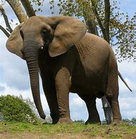 Image result for elefante
