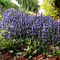 Image result for Ajuga reptans Blueberry Muffin