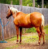 Image result for 6 Horses