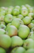 Image result for Light Green Apple