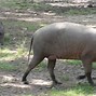 Image result for babirusa