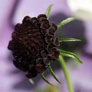 Image result for Scabiosa hybride Chile Black