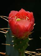 Image result for Saguaro Flower