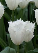 Image result for Tulipa Honeymoon