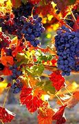 Image result for Arbor for Grapevines