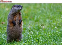 Image result for Hedgehog vs Groundhog