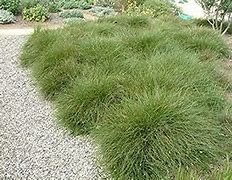 Image result for Carex howardii Phoenix Green