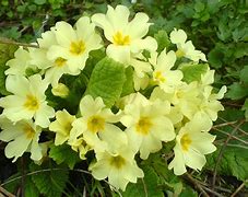 Image result for Primula vulgaris Avoca
