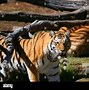 Image result for Tiger Attack at Zoo
