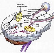 Image result for Transmission of Visual Pathway