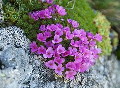 Image result for Androsace x marpensis