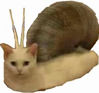 Image result for Snail Cat Meme